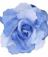 Haarbloem klem blauw